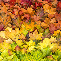 Buy canvas prints of  Seasonal spectrum of leaves by Mike Sannwald