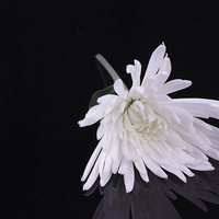 Buy canvas prints of Chrysanthemum Reflection by Pete Holyoak