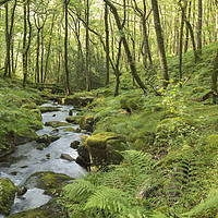 Buy canvas prints of Stream In The Forest by Pete Holyoak