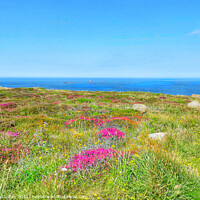 Buy canvas prints of Majestic Heather Fields. Lands End by Beryl Curran