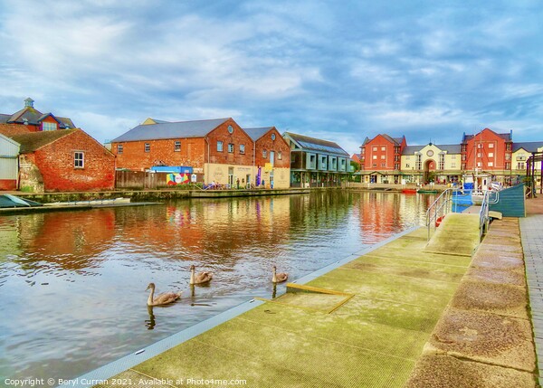 Majestic Swans on Tranquil Exeter Quayside Picture Board by Beryl Curran