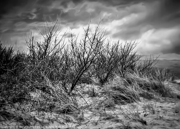 Majestic winter dunes in Cornwall Picture Board by Beryl Curran