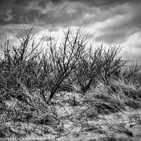 Buy canvas prints of Majestic winter dunes in Cornwall by Beryl Curran