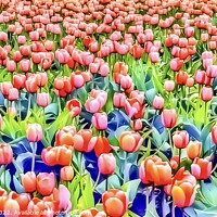 Buy canvas prints of Serene Spring Tulip Fields by Beryl Curran