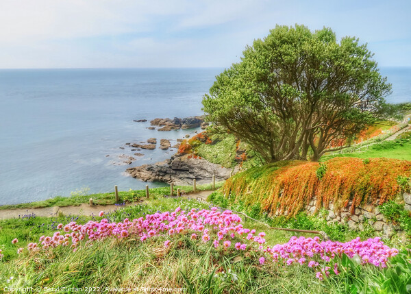 Serenity at Lizard Point Picture Board by Beryl Curran
