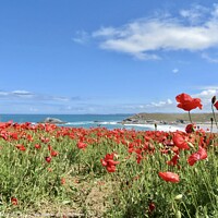 Buy canvas prints of Majestic Poppies Dancing by the Sea by Beryl Curran