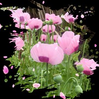 Buy canvas prints of Dancing Pink Poppies by Beryl Curran