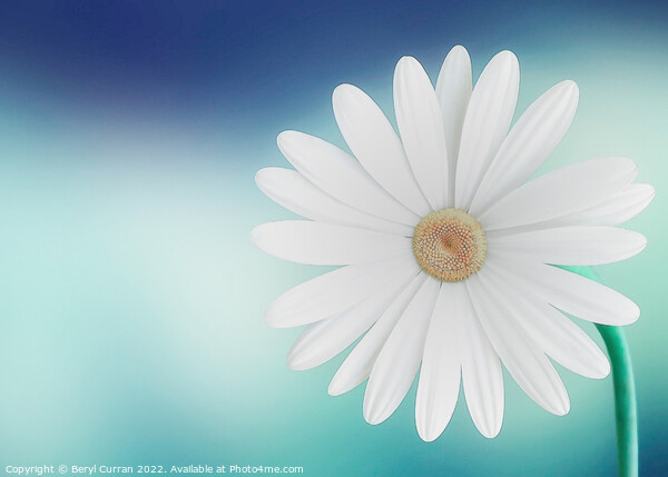 Graceful Daisy on Blue Background Picture Board by Beryl Curran