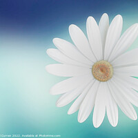 Buy canvas prints of Graceful Daisy on Blue Background by Beryl Curran