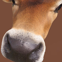 Buy canvas prints of Affectionate Cow with Big Brown Eyes by Beryl Curran
