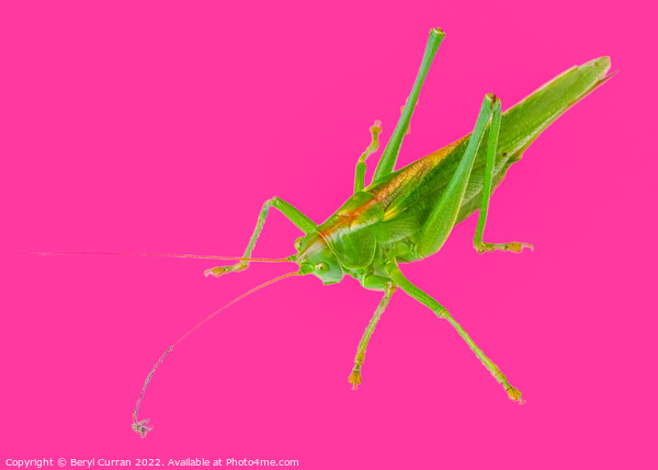 Vibrant Green Grasshopper  Picture Board by Beryl Curran