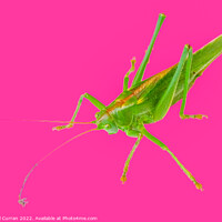 Buy canvas prints of Vibrant Green Grasshopper  by Beryl Curran