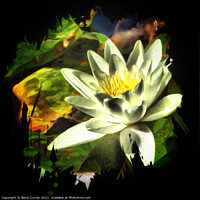 Buy canvas prints of Immaculate Water Lily by Beryl Curran