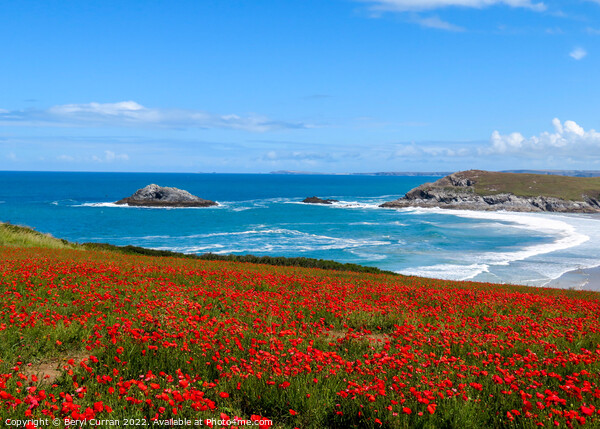 Majestic Red Poppies at Crantock Picture Board by Beryl Curran