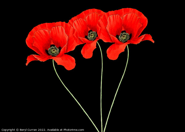 Fiery Trio Red Poppies  Picture Board by Beryl Curran