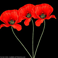 Buy canvas prints of Fiery Trio Red Poppies  by Beryl Curran