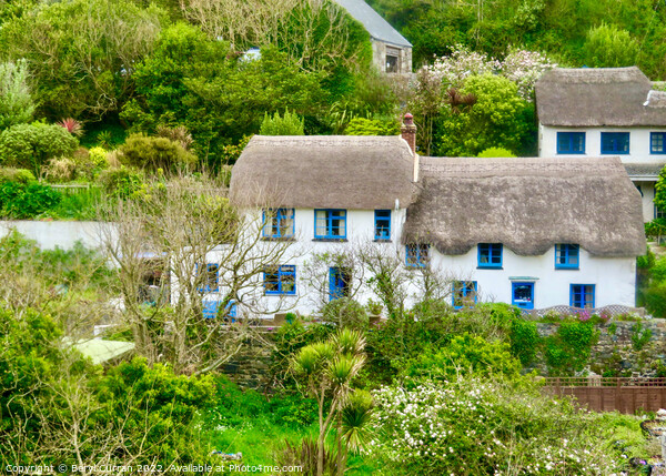 Blue Framed Thatched Cottages in Cadgwith Cove Picture Board by Beryl Curran
