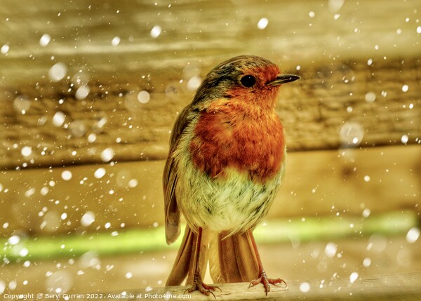 Festive Robin Red Breast Picture Board by Beryl Curran
