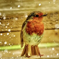 Buy canvas prints of Festive Robin Red Breast by Beryl Curran