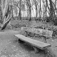 Buy canvas prints of Serenity in Tehidy Woods by Beryl Curran