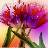Buy canvas prints of Bursting Blooms by Beryl Curran