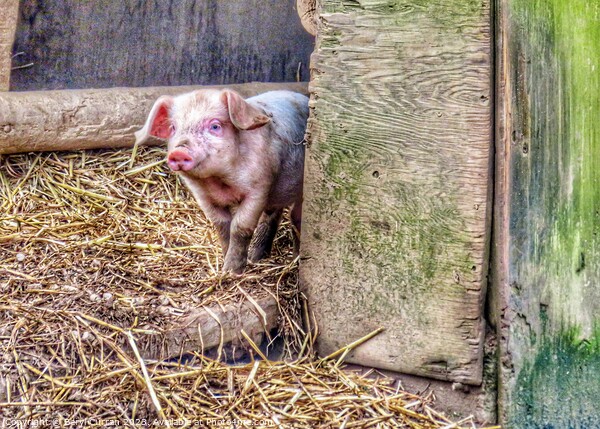 Adorable Piglet Explores the World Picture Board by Beryl Curran