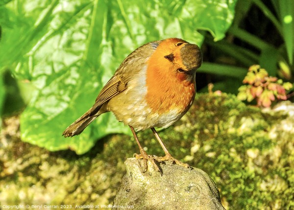Captivating Robin Red Breast Picture Board by Beryl Curran