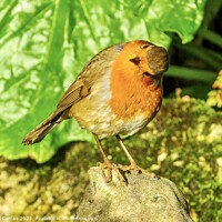 Buy canvas prints of Captivating Robin Red Breast by Beryl Curran