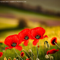 Buy canvas prints of Stately Red Poppies by Beryl Curran