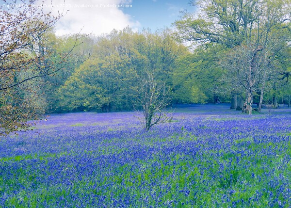 Enchanting Bluebell Meadow Picture Board by Beryl Curran