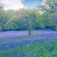 Buy canvas prints of Enchanting Bluebell Meadow by Beryl Curran