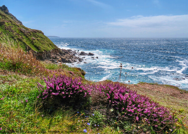 Cornish Cliffside Heather Blooms Picture Board by Beryl Curran