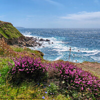 Buy canvas prints of Cornish Cliffside Heather Blooms by Beryl Curran