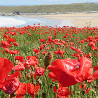 Buy canvas prints of Poppy fields Cornwall by Beryl Curran