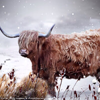 Buy canvas prints of Highland Cow by Beryl Curran