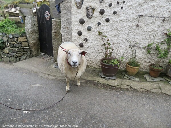 Just taking the Lamb for a walk  Picture Board by Beryl Curran