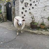 Buy canvas prints of Just taking the Lamb for a walk  by Beryl Curran