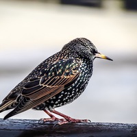 Buy canvas prints of Glittering Starling Symphony by Beryl Curran