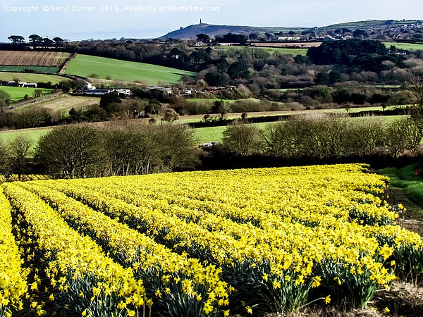 A Field of Golden Daffodils Picture Board by Beryl Curran