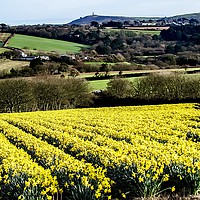 Buy canvas prints of A Field of Golden Daffodils by Beryl Curran