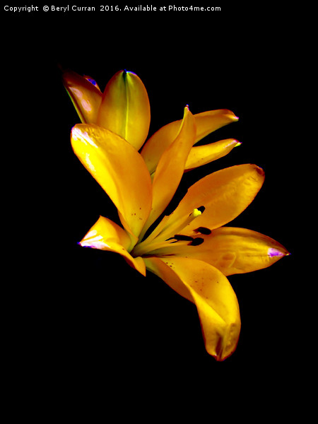 Elegant Lilies in Bloom Picture Board by Beryl Curran
