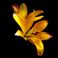 Buy canvas prints of Elegant Lilies in Bloom by Beryl Curran