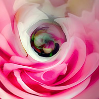 Buy canvas prints of Soft Pink Rose Bud by Beryl Curran