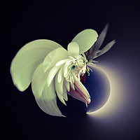 Buy canvas prints of Enchanted Lunar Bouquet by Beryl Curran
