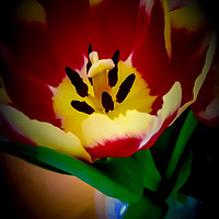Buy canvas prints of Vibrant Red Tulips by Beryl Curran