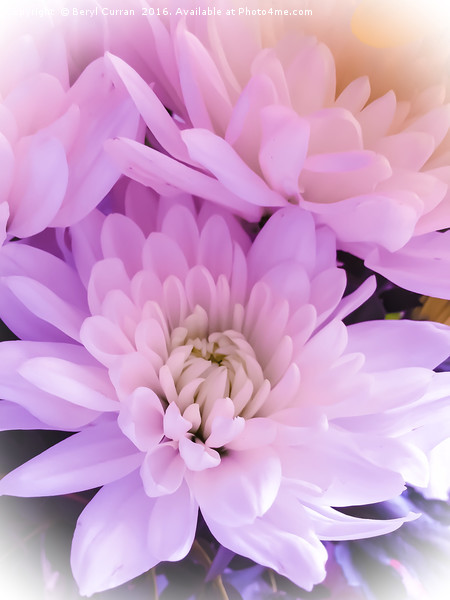 Majestic Pink Chrysanthemums Picture Board by Beryl Curran