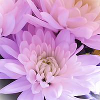 Buy canvas prints of Majestic Pink Chrysanthemums by Beryl Curran