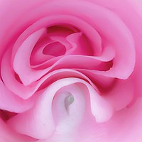 Buy canvas prints of Pink Ladys Graceful Elegance by Beryl Curran