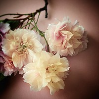 Buy canvas prints of Blushing Bride Blossom by Beryl Curran