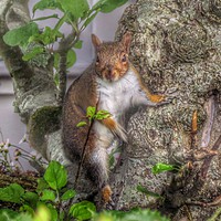 Buy canvas prints of Sneaky Squirrel Steals Surprise Snacks by Beryl Curran
